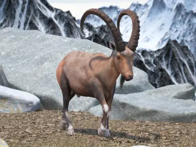 Alpine Ibex in Walking Pose 3D model