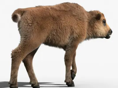 American Bison GROUP(FUR)(RIGGED) 3D model