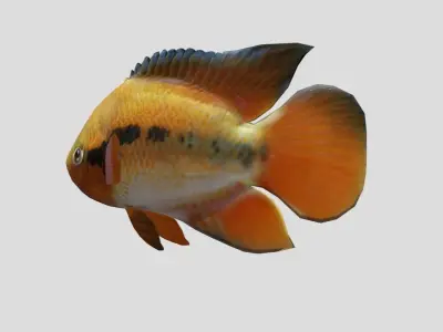 Rainbow Cichlid Low-poly 3D model