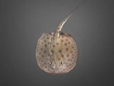 Stingray Low-poly 3D model purchase