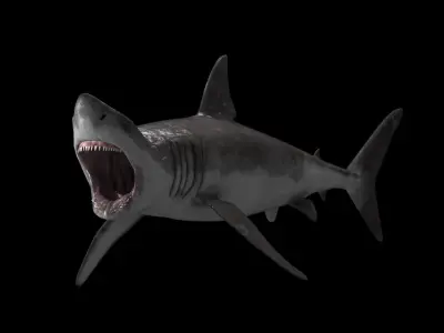 Great White Shark Low-poly 3D model 13