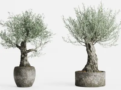 Old Olive Trees In Stone Pots 3D model