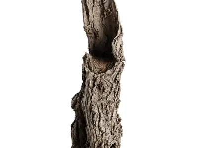  Tall Broken Gnarly Deciduous Stump Model 