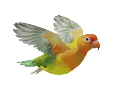 Lovebird Parrot Low-poly 3D model
