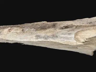 Peeling tree trunk wood in the real world 3d scan 3D model