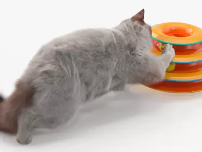 Ragdoll Cat Playing with Tower Track Toy Fur 3D model