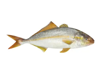Fish Collection 3D model shop