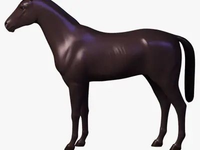  Horse Anatomy 