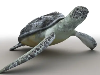 Leatherback Sea Turtle Dermochelys Coriacea Low-poly 3D model
