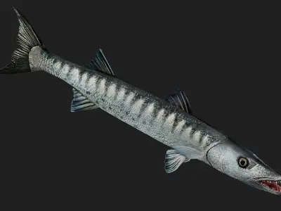 Barracuda Low-poly 3D model