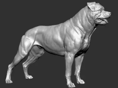 Rottweiler Dog VFX Zbrush Sculpt 3D model