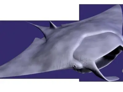 Manta Ray 3D model buy