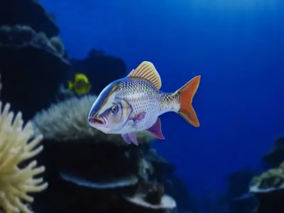 Fish PBR rigging animation Low-poly 3D model