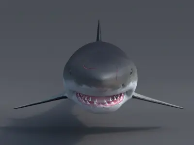 Great white shark - Carcharodon carcharias 3D model