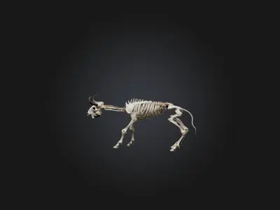 Realistic Bison Skeleton Model Low-poly 3D model