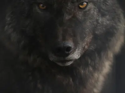 black red eyes wolf Free 3D model