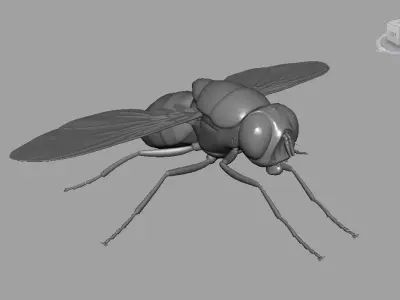Fly insect 3D model get