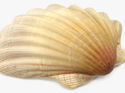 Sea Shell 2 3D model purchase