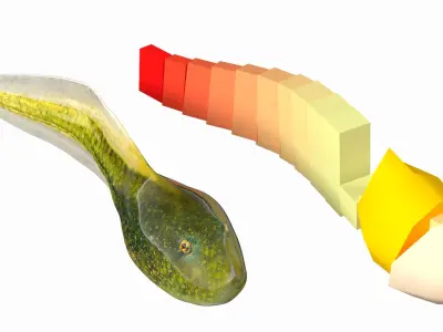 Frog Life Cycle Stages Rigged 3D model