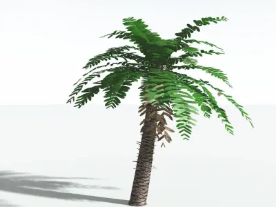 EVERYPlant Pseudoctnis Cycad LowPoly 4 --12 Models-- Low-poly 3D model