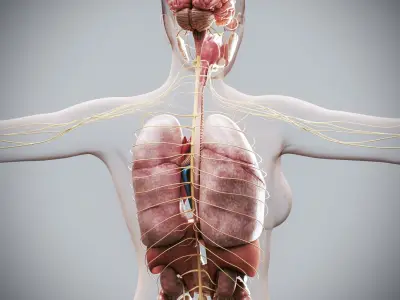 Human Female Internal Organs Anatomy 3D model