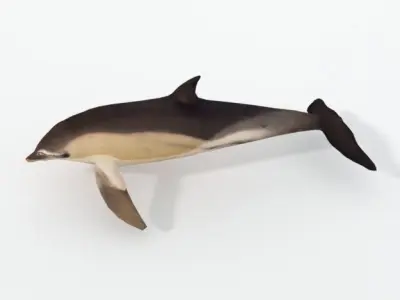Dolphin Listed Low-poly 3D model