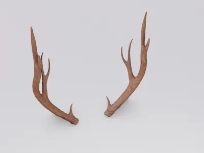 Deer Antlers Free 3D model