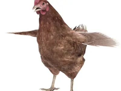 Chicken Rigged Low-poly 3D model