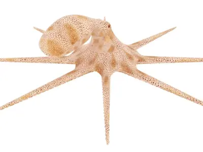 Octopus 3D model shop