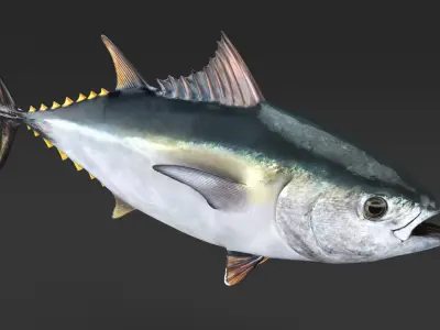  Bluefin Tuna Rigged for Maya 