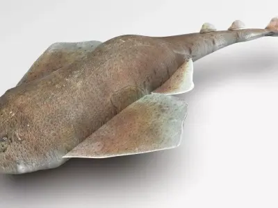 Angel Shark 3D model purchase