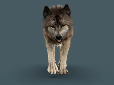 Wolf FUR 3D model