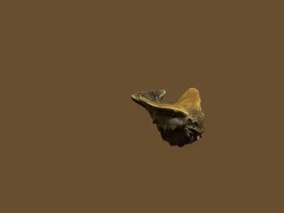 tropical insect bug Low-poly 3D model