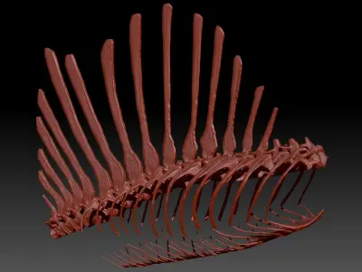 Dinosaur Spinosaurus Spine Ribs Skeletons Set 3D model