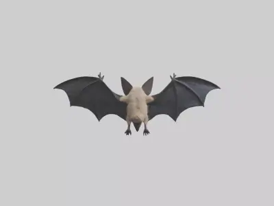 Hoary Bat flying model Low-poly 3D model
