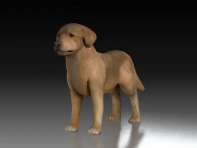Golden Retriever tracking dog pet hunting dog house dog 3D model