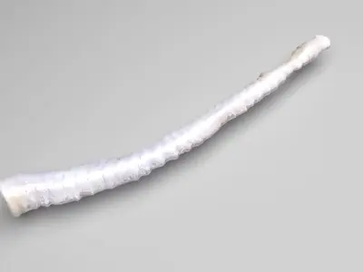 Tapeworm 3D model