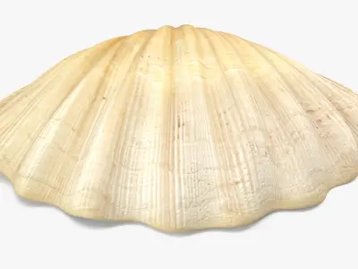 Sea Shell 2 3D model purchase