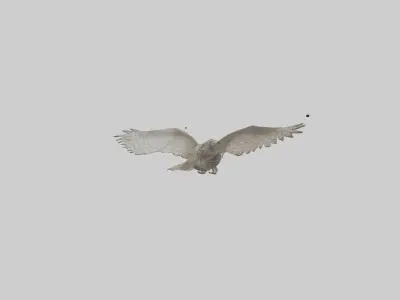 LongEared Owl flying model Low-poly 3D model