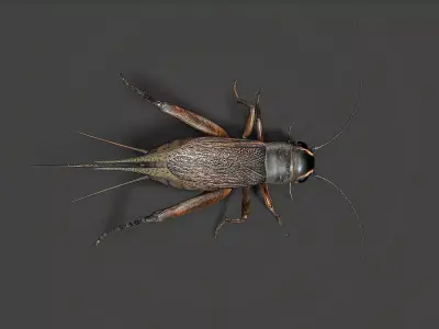 insect Low-poly 3D model buy