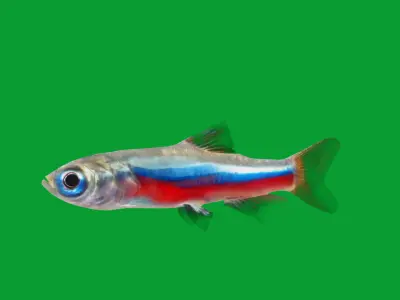 Neon Tetra Fish Low-poly 3D model