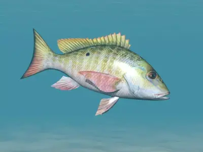 Fish Lane Snapper Low-poly 3D model