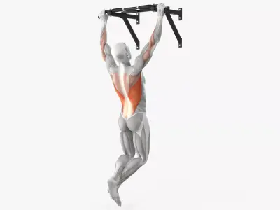 Male Muscular System Pull-up Animated Rigged for Cinema 4D 3D model purchase