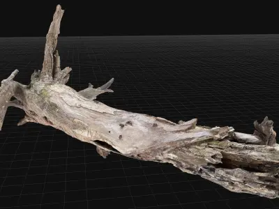 Dead old tree of the real world 3d scan in highpoly 3D model
