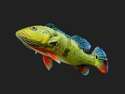 Bass fish Low-poly 3D model