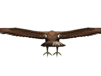 eagle 3d rig model 3D model