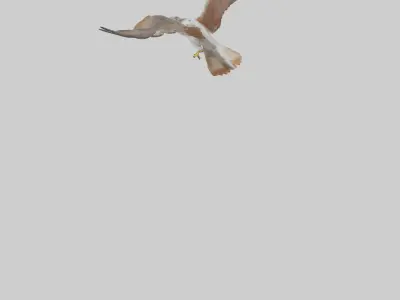 Falcon flying model 3D model