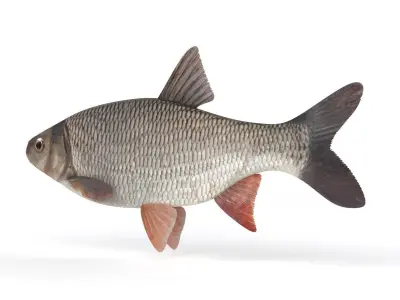 Freshwater Fish 3D model get