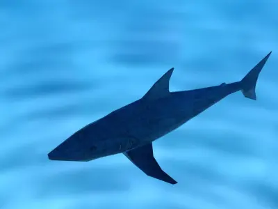 Shark Low Poly swimming in ocean Low-poly 3D model