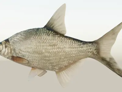 Abramis brama fish Low-poly 3D model